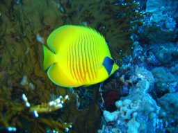 marsa_alam_200510 88